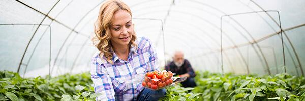 SAECA - Dona rossa agricultora amb camisa de quadres blaus, somrient mentre recull vegetals en un hivernacle