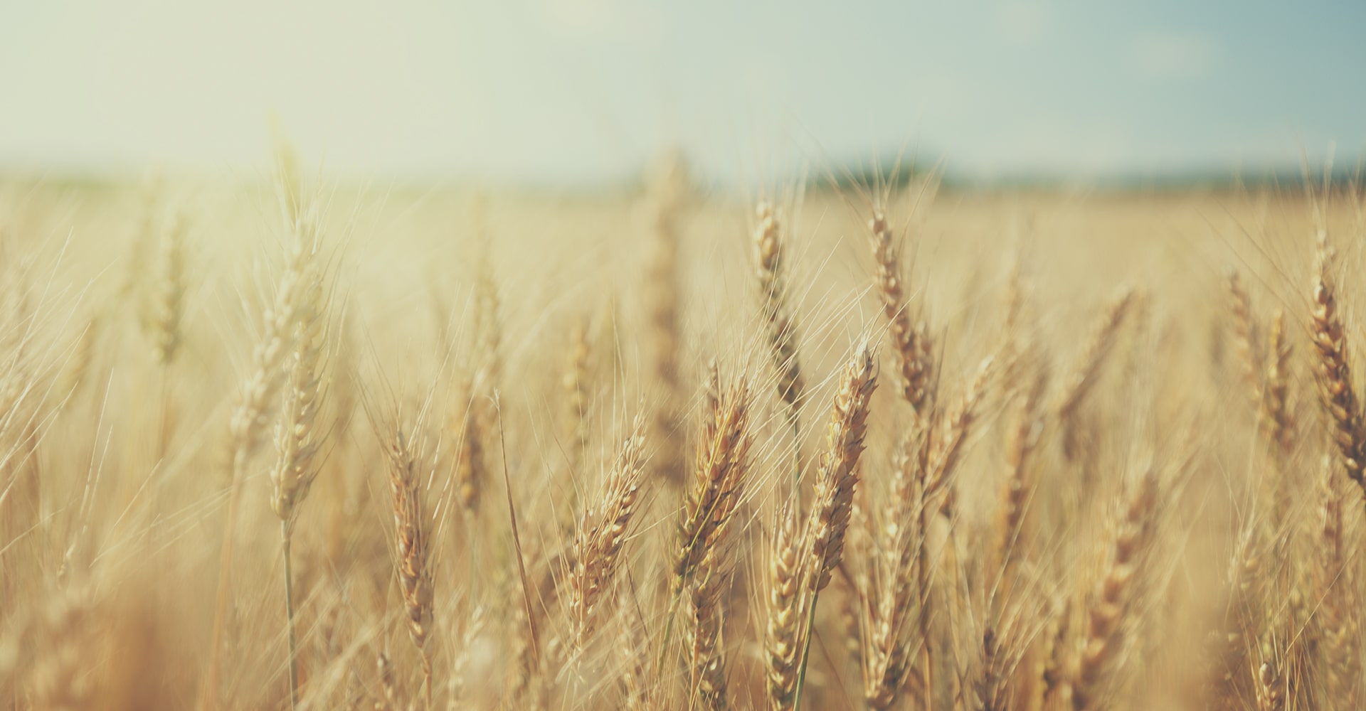 Fondo de presentación - campo de trigo