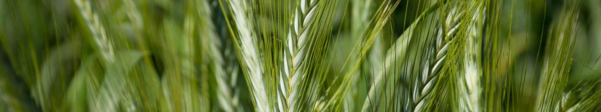 Línies Productes Verds - Oferim a la societat productes i serveis per a millorar l’entorn Línies Productes Verds - Oferim a la societat productes i serveis per a millorar l’entorn