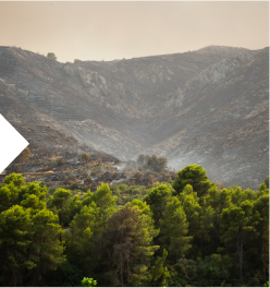 El verd que resisteix.