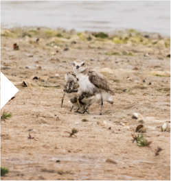 El chorlitejo patinegro
