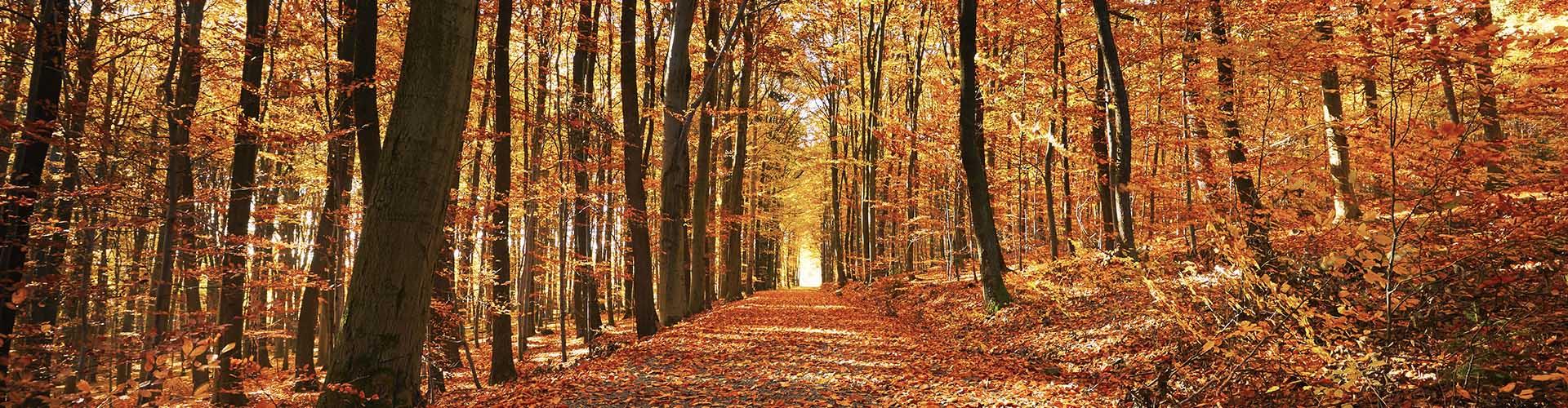 Segur de Decessos RGAAsistencia Familiar - Bosc amb camí en estació de tardor