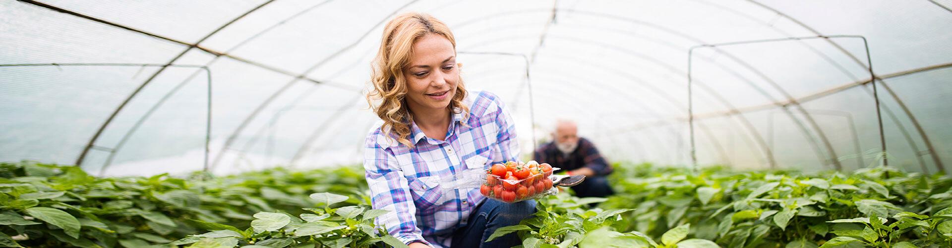 SAECA - Dona rossa agricultora amb camisa de quadres blaus, somrient mentre recull vegetals en un hivernacle