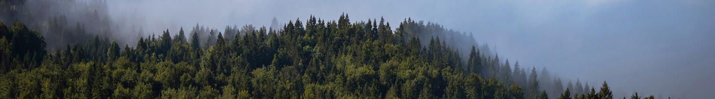 Novedades - Bosque de pinos con un cielo azul