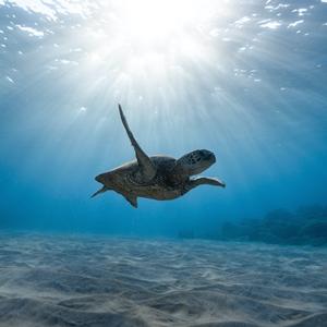 Aliança amb Fundació Oceanogràfic