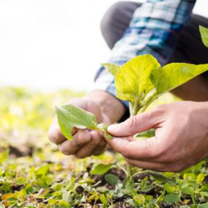 Agroalimentario Agroalimentario