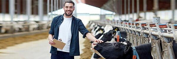 Segur Multirisc Agrícola - Granger amb camisa de quadres i una carpeta a la mà envoltat de vaques en una granja
