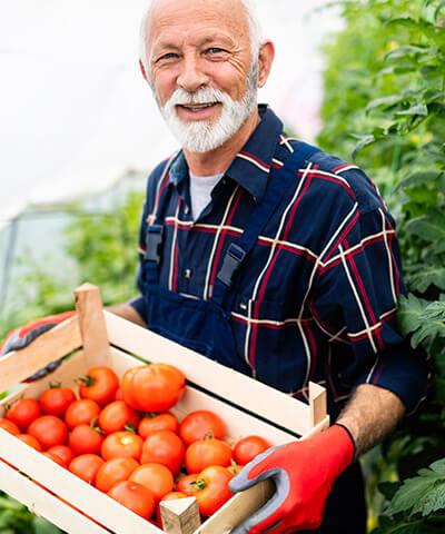 Avantatges SAECA - Agricultor d'edat major somrient amb camisa de quadres i una caixa amb tomaques a les mans en el camp